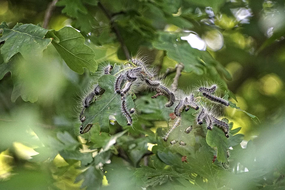 Gruppe behaarter Raupen auf grünen Blättern im Freien