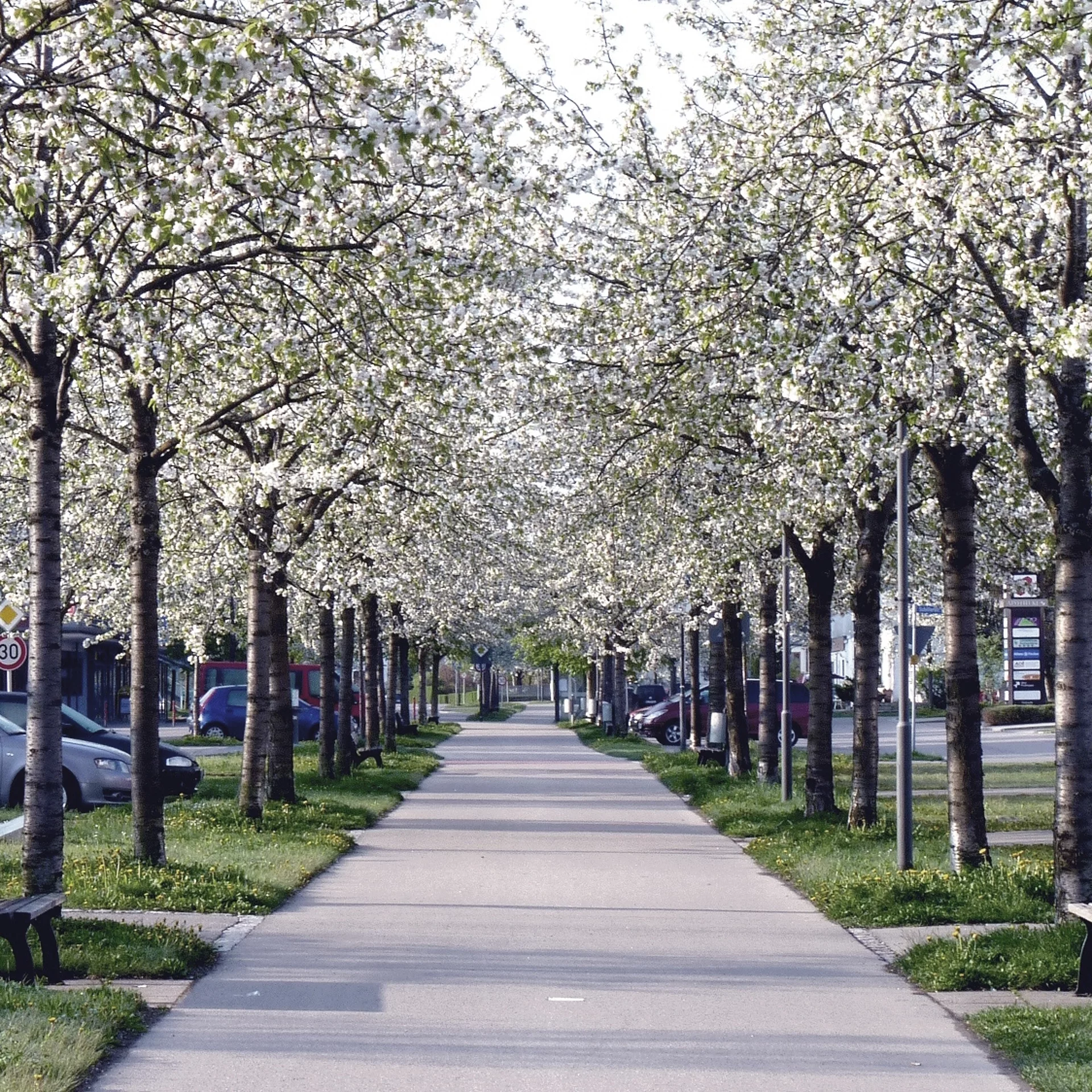 Allee für Rad- und Fußgänger an der albert-Schweitzer-Straße in Kaufering. Die Kirschbäume blühen weiß. Es gibt Sitzbänke.