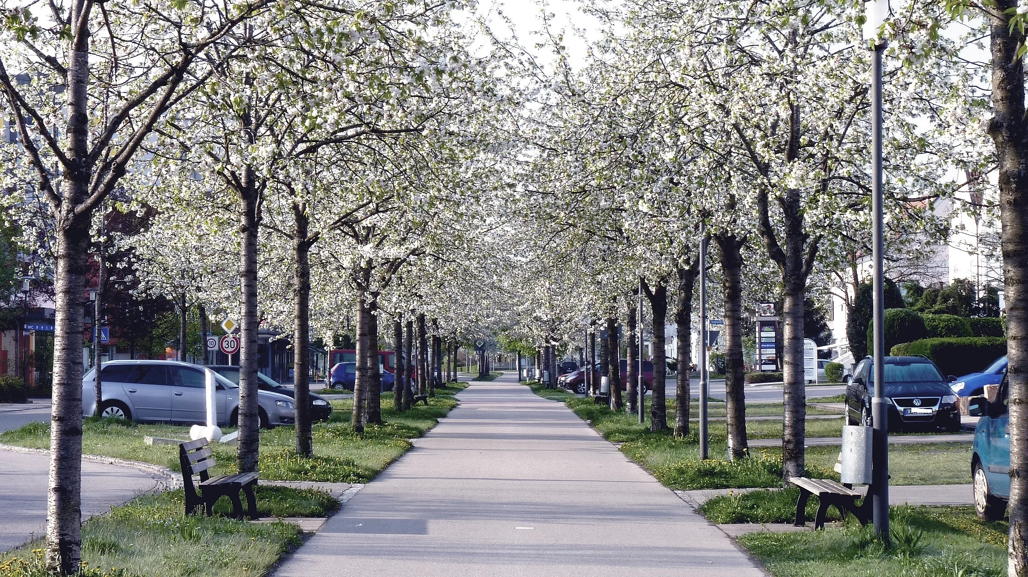 Allee für Rad- und Fußgänger an der albert-Schweitzer-Straße in Kaufering. Die Kirschbäume blühen weiß. Es gibt Sitzbänke.